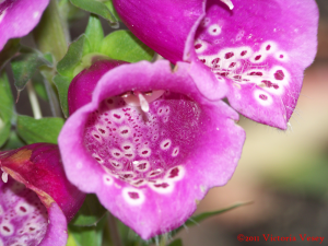 closeup of a foxglove plant