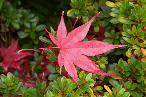 A red leaf from a Japanese maple has landed on some green bushes